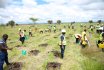 TU-K Plants 1000 Trees at Konza