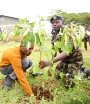 Staff, Students Plant 1,000 Tree Seedlings at Langata Barracks
