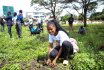 VC leads Staff, Students in Tree Planting 